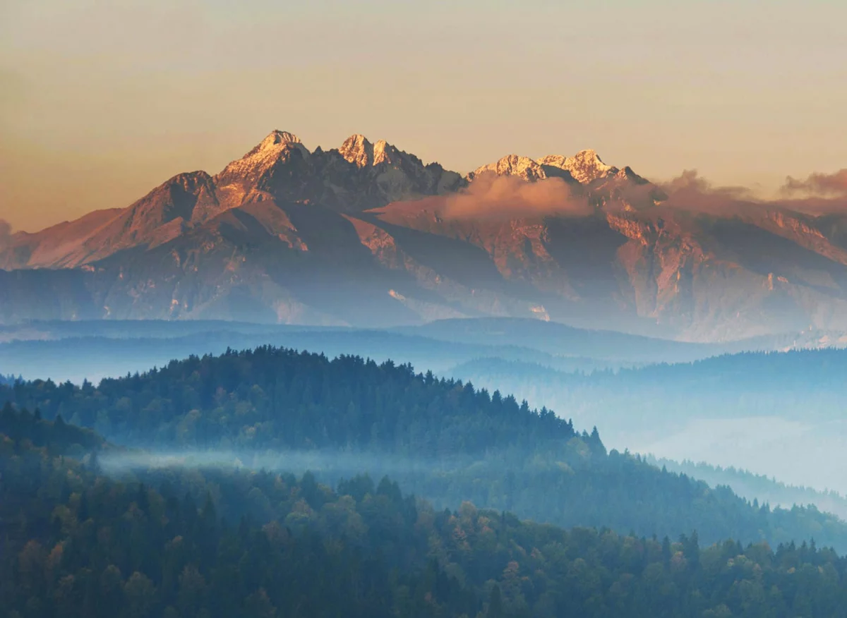 Cena tego jak kupić para cord
